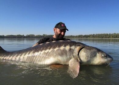 Storione gigante pescato (e poi liberato) nelle acque del Po