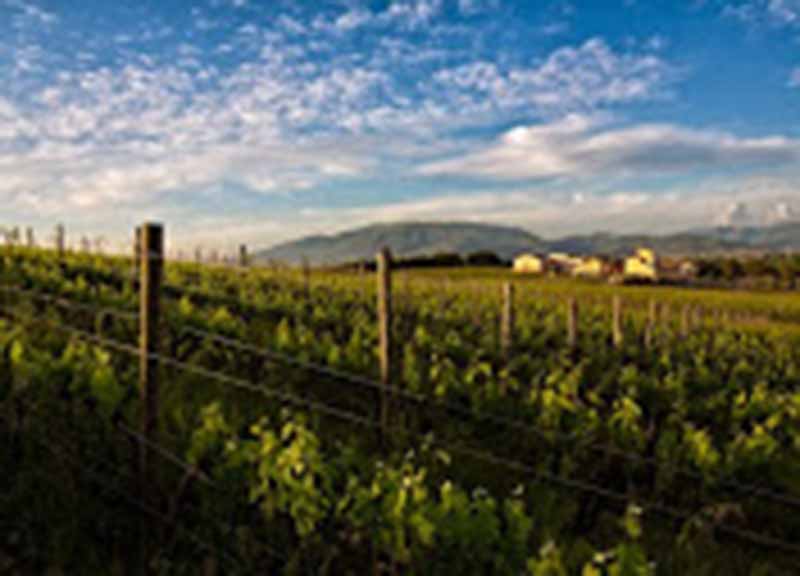 Vino e olio, percorso tra i sensi. In Sabina è il “giorno di Bacco” Vino e olio, percorso tra i sensi. In Sabina è il “giorno di Bacco”