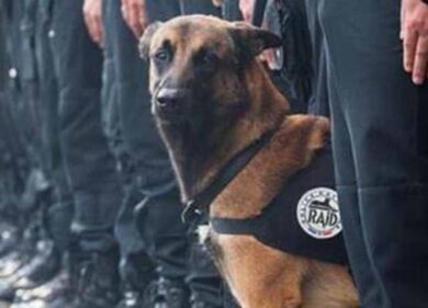 Diesel, il cane poliziotto morto da eroe. Il primo a entrare nel covo