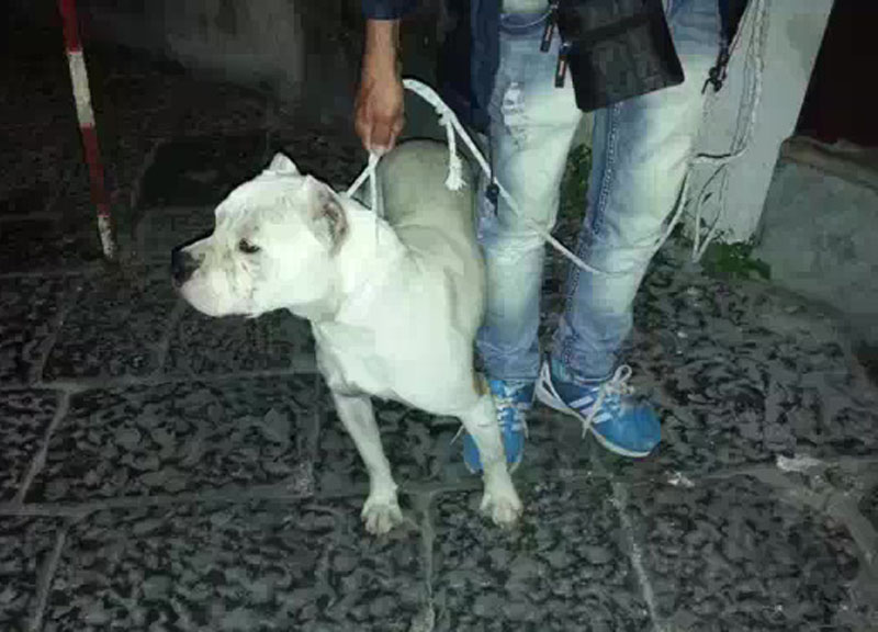 Accoltella la compagna. Il cane ferma l’aggressore Accoltella la compagna. Il cane ferma l’aggressore