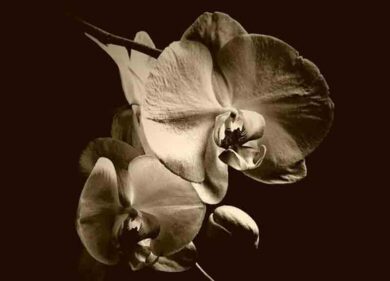 Mode e disturbi alimentari travestiti da virtù