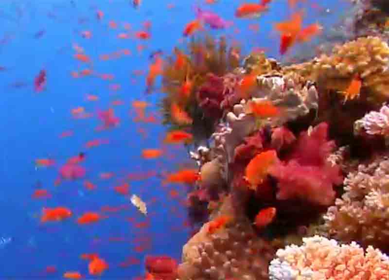 Cambiamenti climatici: una raccolta dei migliori video mai realizzati
