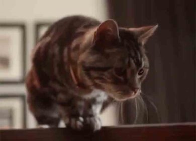 Il vecchio e il gatto. Il libro del giorno