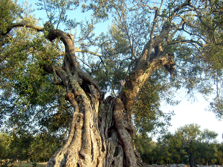 Xylella, si indaga sui fondi. La Procura: “Ue ingannata dai ricercatori” Xylella, si indaga sui fondi. La Procura: “Ue ingannata dai ricercatori”