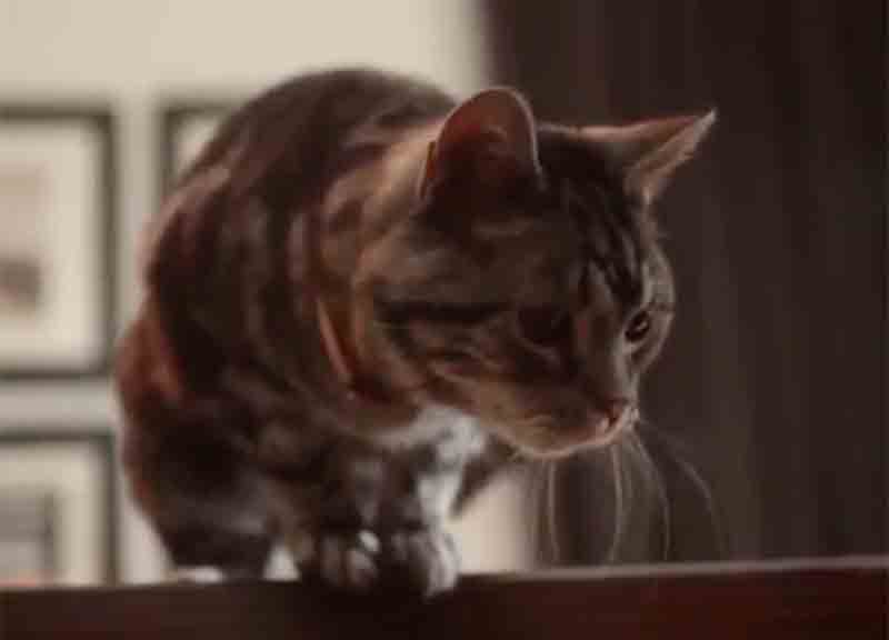 Berlino, sorpresa di Natale: il gatto torna a casa dopo sette anni Berlino, sorpresa di Natale: il gatto torna a casa dopo sette anni