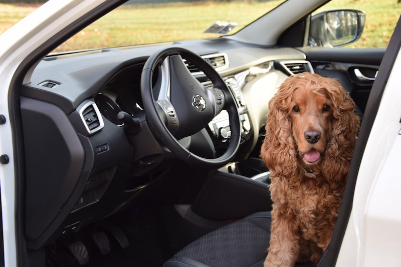 Nissan Qashqai, amico perfetto di Fido e Micio
