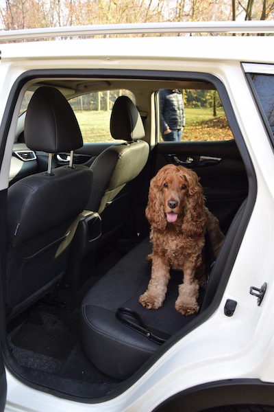 Nissan Qashqai, amico perfetto di Fido e Micio