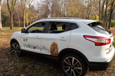 Nissan Qashqai, amico perfetto di Fido e Micio