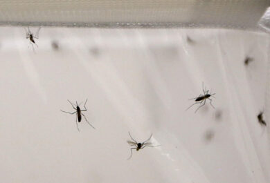 Allarme Zika a Roma. Infetto, era stato in Brasile