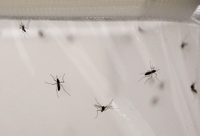 Allarme Zika a Roma. Infetto, era stato in Brasile Allarme Zika a Roma. Infetto, era stato in Brasile
