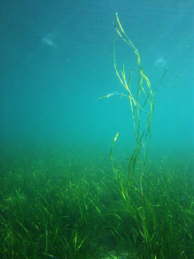 Sequenziata pianta marina modello per i cambiamenti climatici