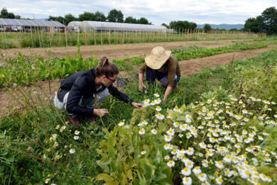 Agricoltura lombarda in crisi: -0,23% nel 2015