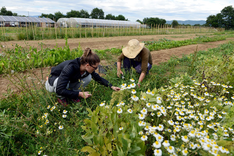 Agricoltura lombarda in crisi: -0,23% nel 2015 Agricoltura lombarda in crisi: -0,23% nel 2015