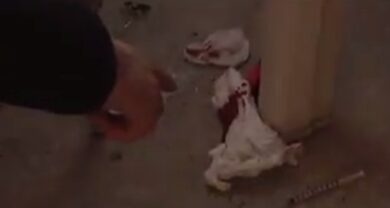 Milano, degrado e paura per il “Palazzo della Morte”. FOTO