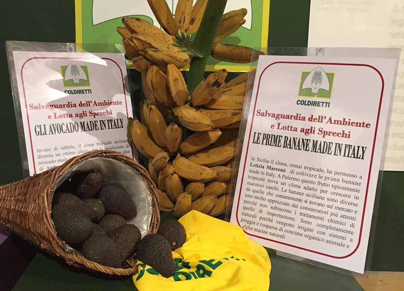 Clima tropicale e in Italia si producono banane Clima tropicale e in Italia si producono banane
