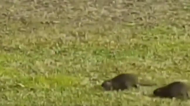 Milano, le nutrie invadono il cimitero di Lambrate. Video-foto Milano, le nutrie invadono il cimitero di Lambrate. Video-foto