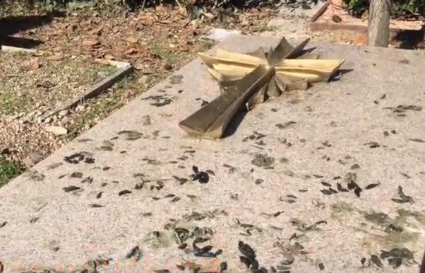 Milano, le nutrie invadono il cimitero di Lambrate. Video-foto Milano, le nutrie invadono il cimitero di Lambrate. Video-foto