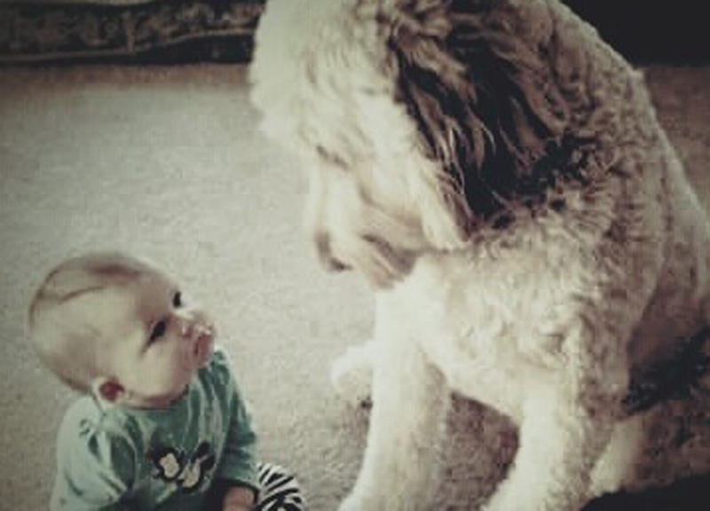 Cane di una bimba disabile avvelenato con le polpette