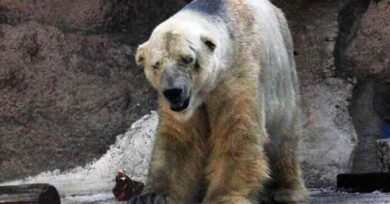 “Zoo tristi e crudeli”. Petizione online per chiuderli tutti