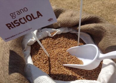 In Irpinia “Grani Antichi” progetto per salvare la Risciola