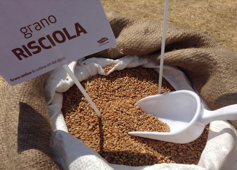 In Irpinia “Grani Antichi” progetto per salvare la Risciola In Irpinia “Grani Antichi” progetto per salvare la Risciola