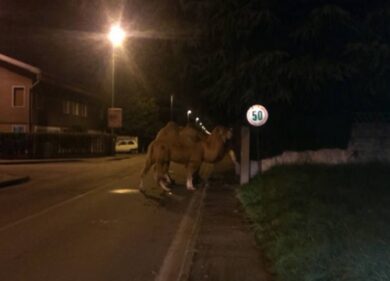 Cammelli ‘in fuga’ nell’hinterland milanese. FOTO