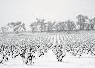Silenzi di Terra: tre uomini, una passione, undici vini