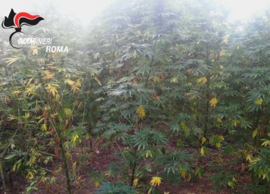 Madre e figlio uniti dallo spaccio. Coltivano canapa sul balcone