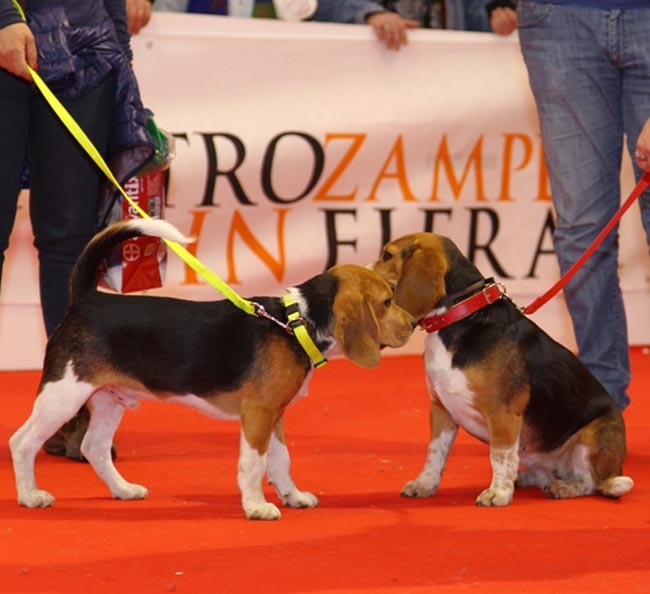 Italiani popolo pet friendly, nelle nostre case 60 milioni di animali