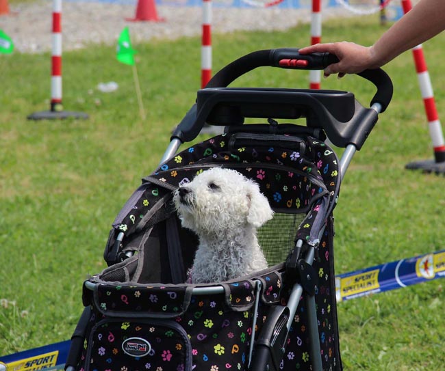 Italiani popolo pet friendly, nelle nostre case 60 milioni di animali