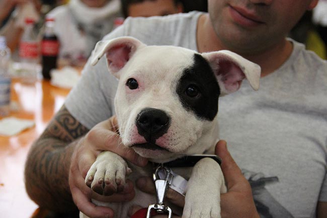 Italiani popolo pet friendly, nelle nostre case 60 milioni di animali
