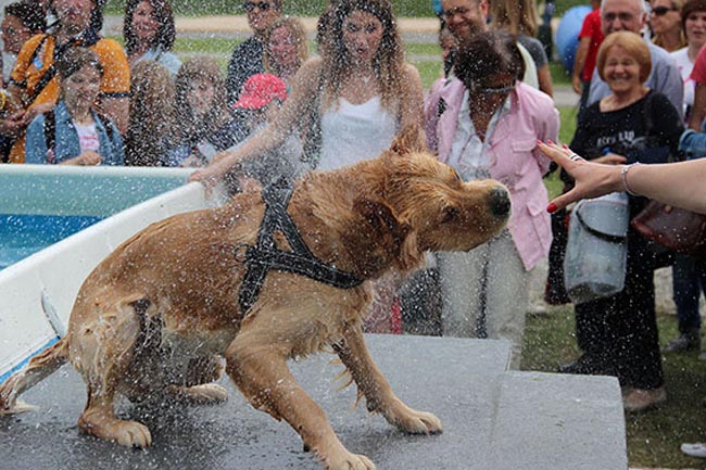 Italiani popolo pet friendly, nelle nostre case 60 milioni di animali