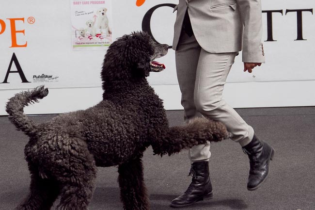 Italiani popolo pet friendly, nelle nostre case 60 milioni di animali