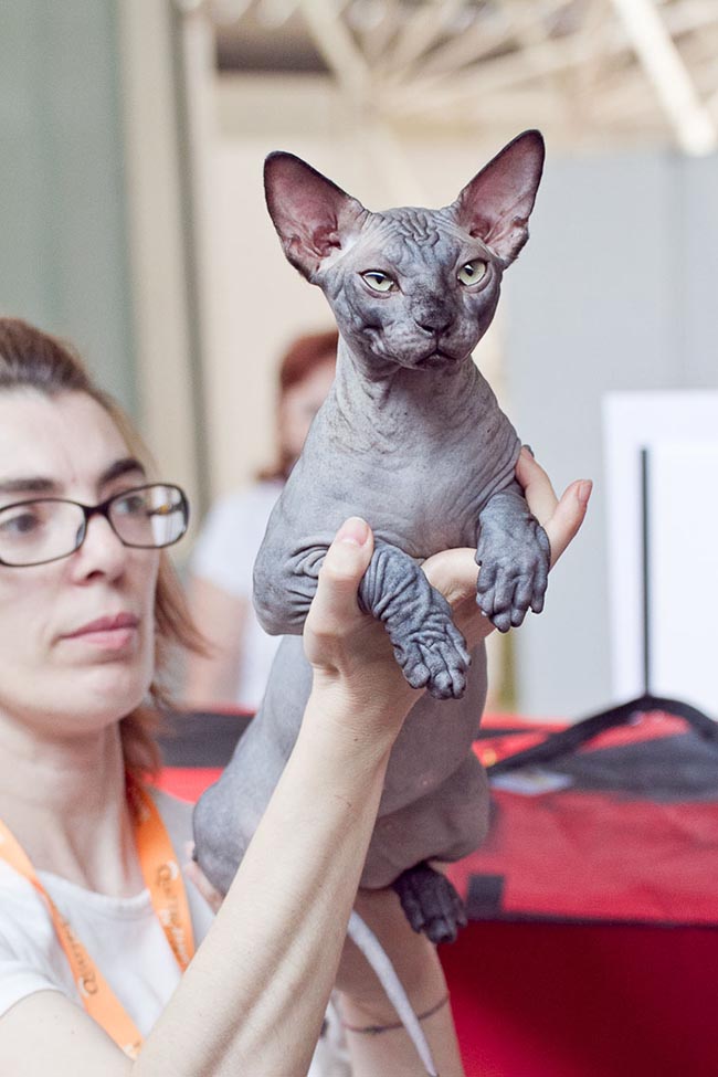 Italiani popolo pet friendly, nelle nostre case 60 milioni di animali