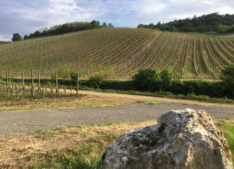 In Oltrepo: alla scoperta di vini felici e pluripremiati