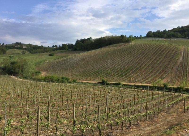 In Oltrepo: alla scoperta di vini felici e pluripremiati