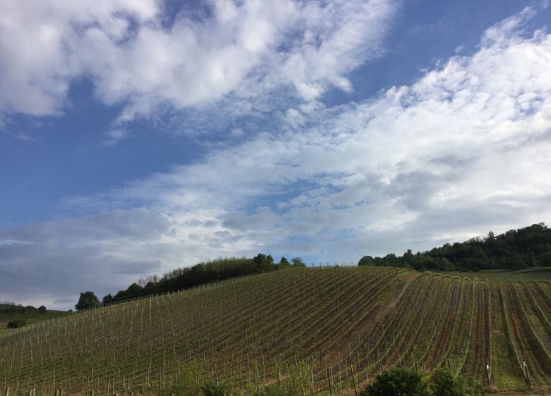 In Oltrepo: alla scoperta di vini felici e pluripremiati