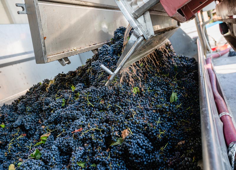 Manuela Achilli: signora del vino in Oltrepo