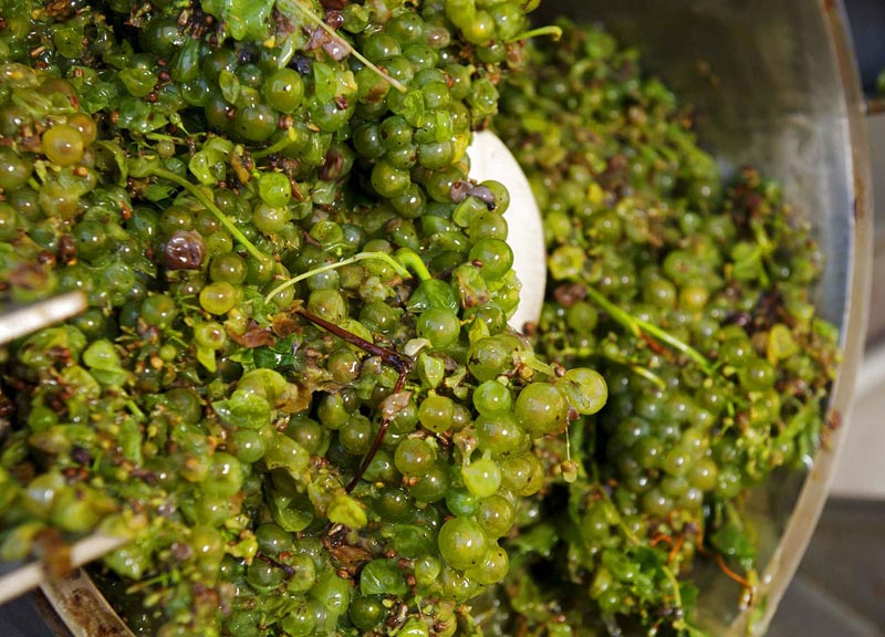 Manuela Achilli: signora del vino in Oltrepo