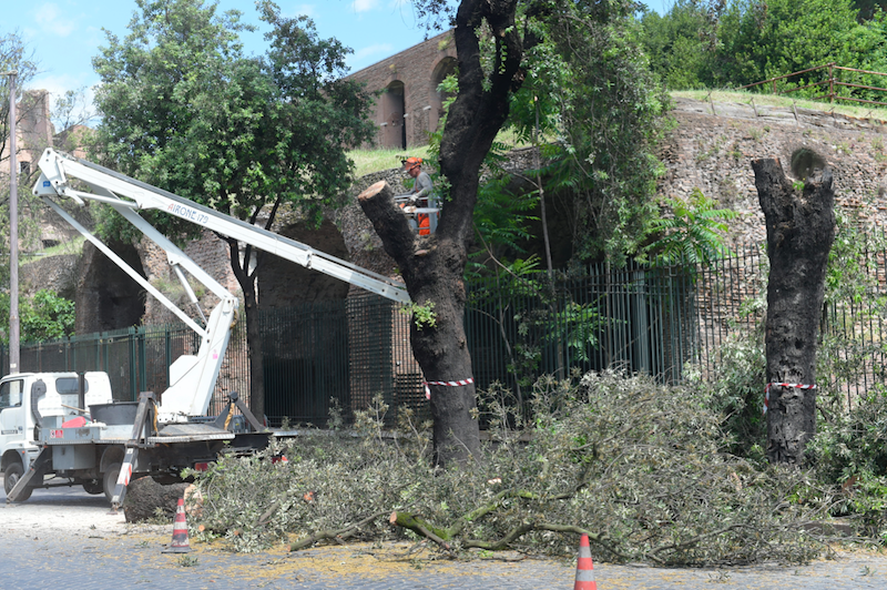 Roma, gru in azione: tagliati i lecci al Circo Massimo. Le immagini Roma, gru in azione: tagliati i lecci al Circo Massimo. Le immagini
