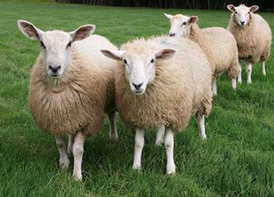 Per tagliare i prati il Comune dell’Aquila assume greggi di pecore