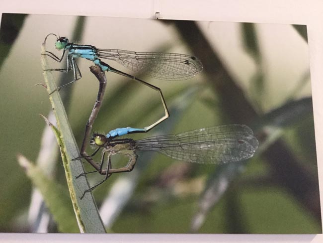 “Riso e Rane” unisce arte e territorio agricolo