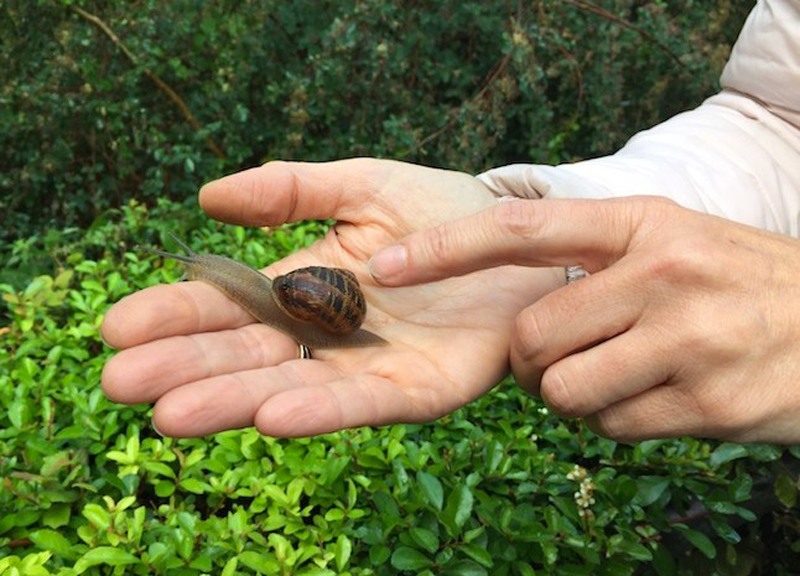 Cervi volanti e insetti foglia invadono il Bioparco: micromondo show Cervi volanti e insetti foglia invadono il Bioparco: micromondo show