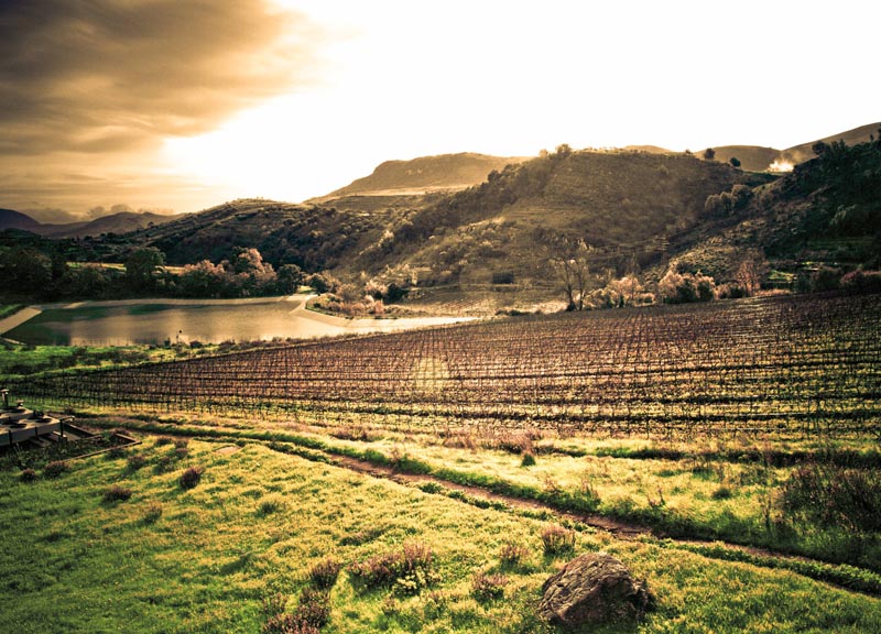 Baglio di Pianetto, la Sicilia che incanta con il vino Baglio di Pianetto, la Sicilia che incanta con il vino