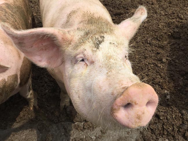 Sgariboldi alleva maiali felici e i salumi sono un “must”