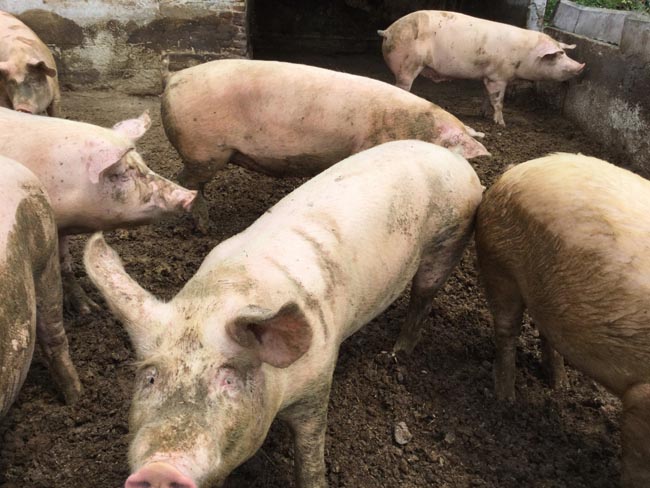 Sgariboldi alleva maiali felici e i salumi sono un “must”