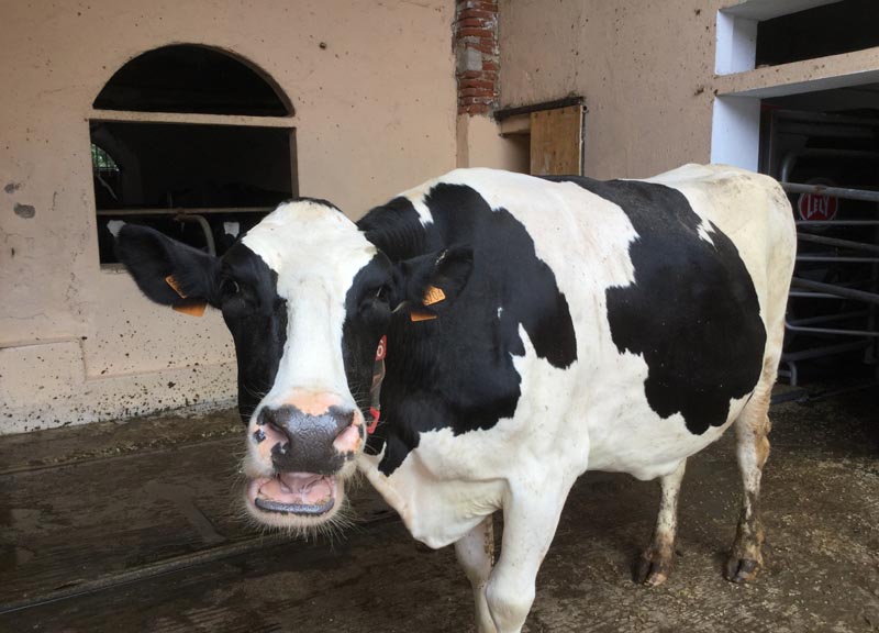 La “mozzarella lombarda” di Femegro che piace a Marchesi La “mozzarella lombarda” di Femegro che piace a Marchesi