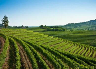 Tutto pronto a Cormons per Collio d’Autore