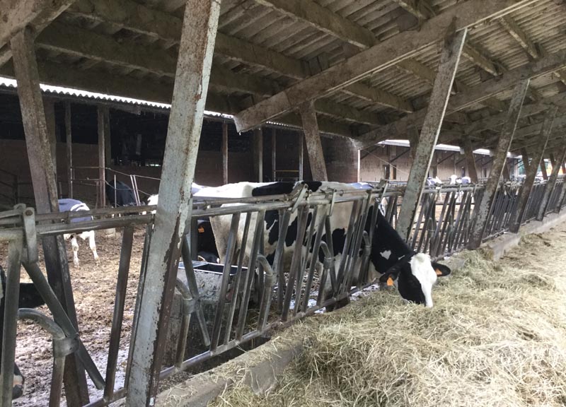 La Zipotta e il Latteria, gemme casearie della Zipo