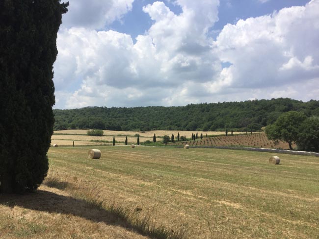 Dalla mietitura dell’orzo alla birra: ecco il viaggio del gusto Dalla mietitura dell’orzo alla birra: ecco il viaggio del gusto